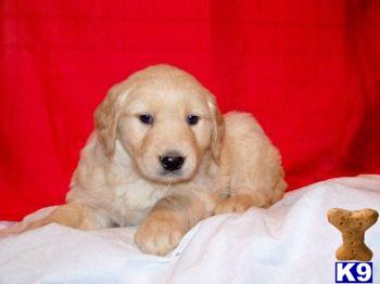 Puppies in PA